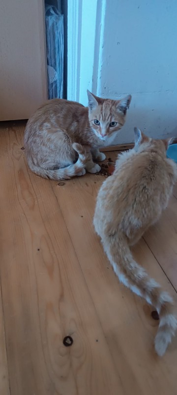 našla se kotata
